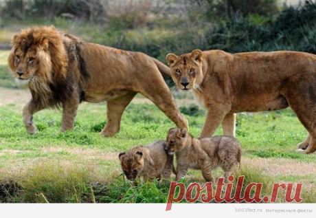 Счастливая семья