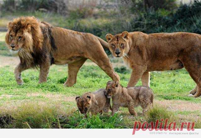 Счастливая семья