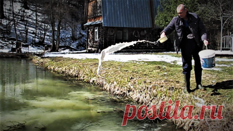 Как известковать свой водоём от цветения воды. Личный опыт и советы | Хозяйство Воронова | Яндекс Дзен