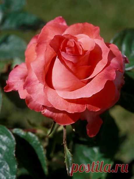 'Touch Of Class' Hybrid Tea Rose   |  Pinterest • Всемирный каталог идей