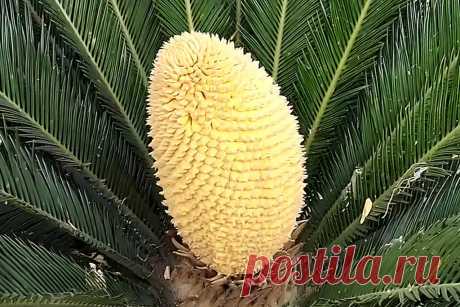 Цикас: уход и выращивание саговой пальмы &amp;#8211; Agro-Info