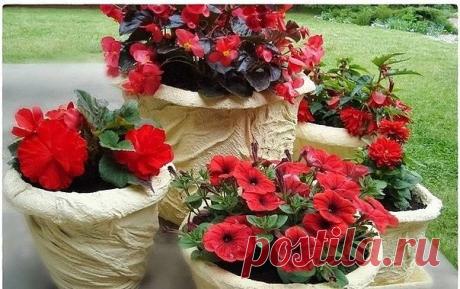 (3) Одноклассники