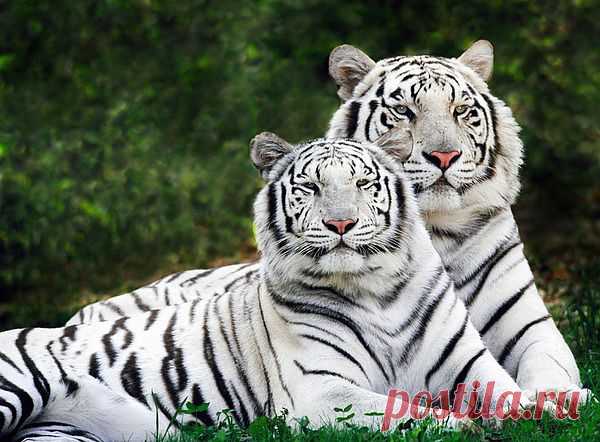 коты