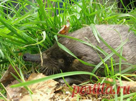 Древнее животное из Красной книги: выхухоль — Интересные факты
