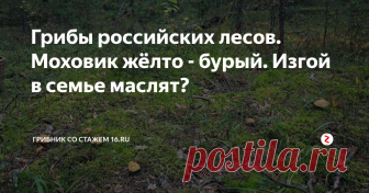 Грибы российских лесов. Моховик жёлто - бурый. Изгой в семье маслят? Моховик желто-бурый относится к весьма распространенным в нашей стране грибам. Он встречается довольно часто, одиночно и группами, в июле-октябре, местами обильно, особенно в северной зоне европейской части России.
Найти его можно в сосновых лесах, на песчаных почвах, в засушливое лето - по кочкам в заболоченных сосняках.   В сырую погоду этот гриб иногда появляется на возвышенных участках леса.