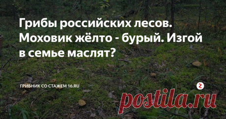 Грибы российских лесов. Моховик жёлто - бурый. Изгой в семье маслят? Моховик желто-бурый относится к весьма распространенным в нашей стране грибам. Он встречается довольно часто, одиночно и группами, в июле-октябре, местами обильно, особенно в северной зоне европейской части России.
Найти его можно в сосновых лесах, на песчаных почвах, в засушливое лето - по кочкам в заболоченных сосняках.   В сырую погоду этот гриб иногда появляется на возвышенных участках леса.