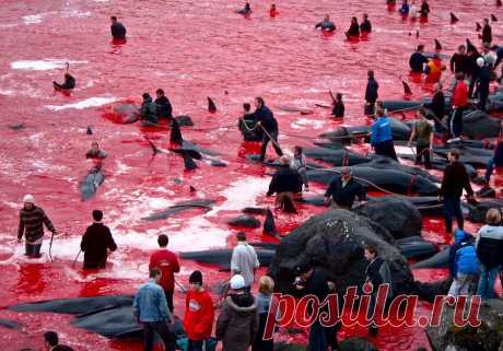 Море, окрашенное кровью, или массовая охота на Черных Дельфинов на Фарерски...