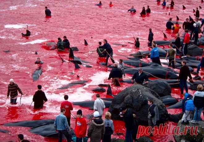 Море, окрашенное кровью, или массовая охота на Черных Дельфинов на Фарерски...