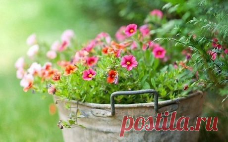 38 ЛУЧШИХ РАСТЕНИЙ ДЛЯ ВЫРАЩИВАНИЯ В КОНТЕЙНЕРАХ