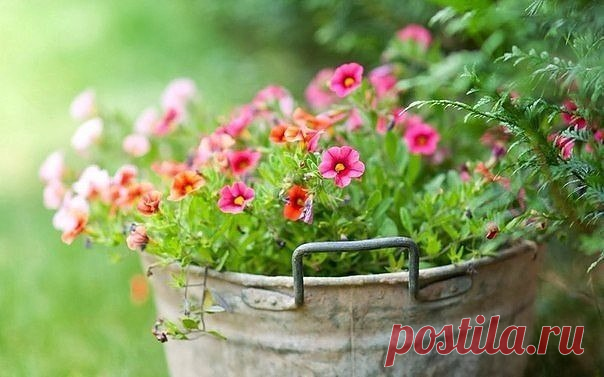 38 ЛУЧШИХ РАСТЕНИЙ ДЛЯ ВЫРАЩИВАНИЯ В КОНТЕЙНЕРАХ