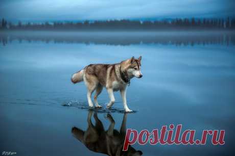 25 лучших снимков National Geographic 2015