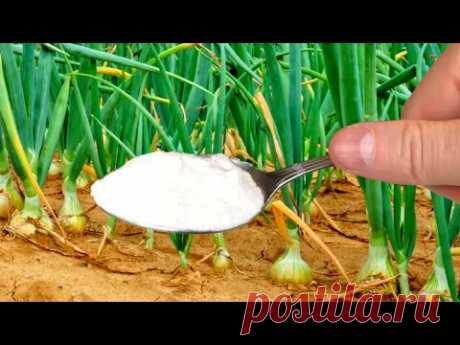 ПОДКОРМИТЕ ЭТИМ ЛУК В ИЮЛЕ, ЧТОБЫ ЛУКОВИЦЫ ВЫРОСЛИ КРУПНЫЕ!