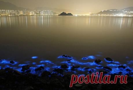 Свечение моря в Гонконге | НОВОСТИ