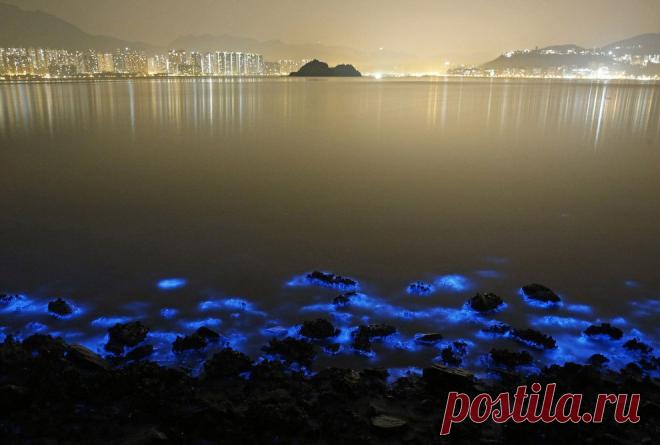 Свечение моря в Гонконге | НОВОСТИ