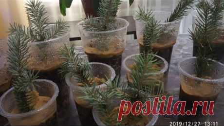 🌲Черенкование ели осенью и зимой.