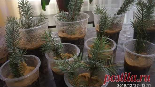 🌲Черенкование ели осенью и зимой.