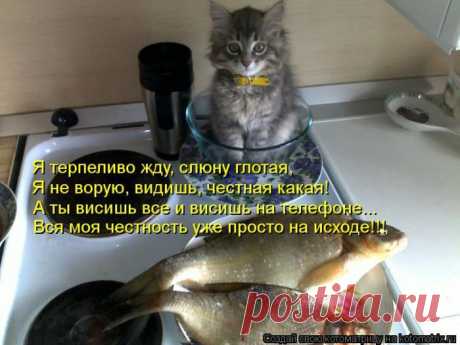 Лучшие котоматрицы за неделю - 42 (50 фото) / catsmob.com / Surfingbird.ru