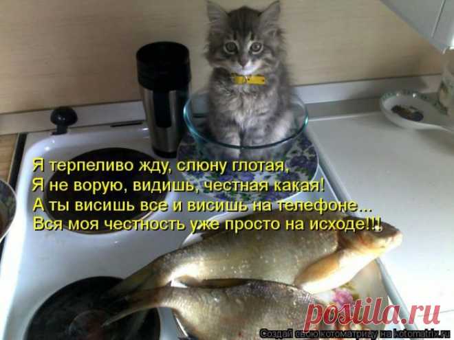 Лучшие котоматрицы за неделю - 42 (50 фото) / catsmob.com / Surfingbird.ru