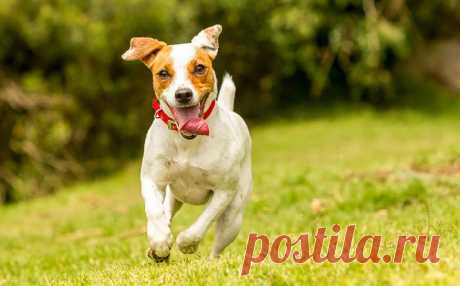 Ваш знак зодиака расскажет, на собак какой породы вы больше всего похожи