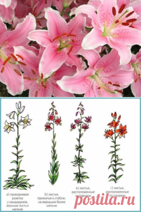 Как вырастить лилии в саду — 6 соток