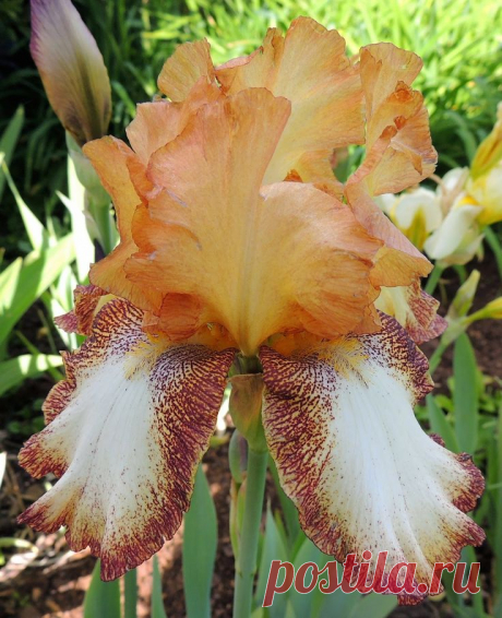 TB Iris germanica 'Coco Mocha' (Gibson, 1973)  |  Найдено на сайте 4.bp.blogspot.com.