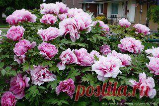 "Beautiful ЛЕДИ" Любимый женский журнал