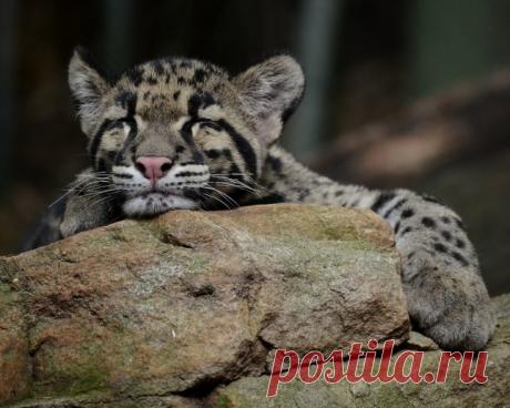 Дикие кошки, которых так и хочется забрать себе домой! | Ололо - смешные картинки и веселые истории