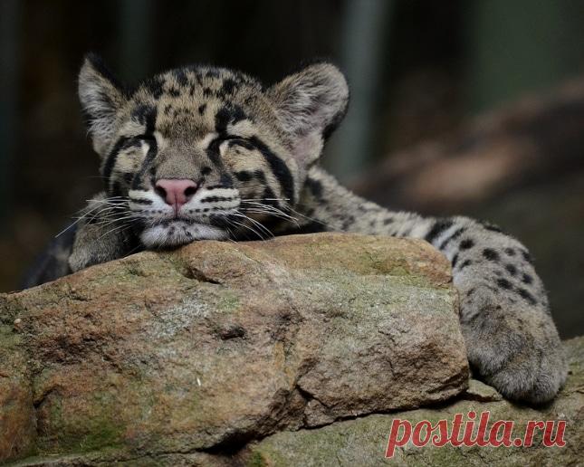 Дикие кошки, которых так и хочется забрать себе домой! | Ололо - смешные картинки и веселые истории