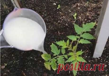 КАК СДЕЛАТЬ РОСТОСТИМУЛИРУЮЩИЙ РАСТВОР ДЛЯ РАСТЕНИЙ

Приготовить самим такой раствор очень просто!
Обыкновенные дрожжи выделяют для растений много полезных веществ, в том числе фитогормонов.
При проливе почвы дрожжевым экстрактом резко возрастает активность микроорганизмов, усиливается выделение углекислоты, происходит быстрая минерализация органики с выделением азота и фосфора.

Внесение 1%-ного дрожжевого настоя в почву эквивалентно внесению стандартной сезонной дозы пол...