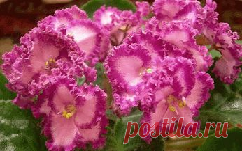 Алла Удод – Google+