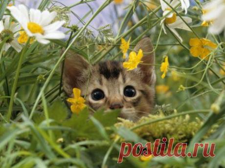 Полевые цветы