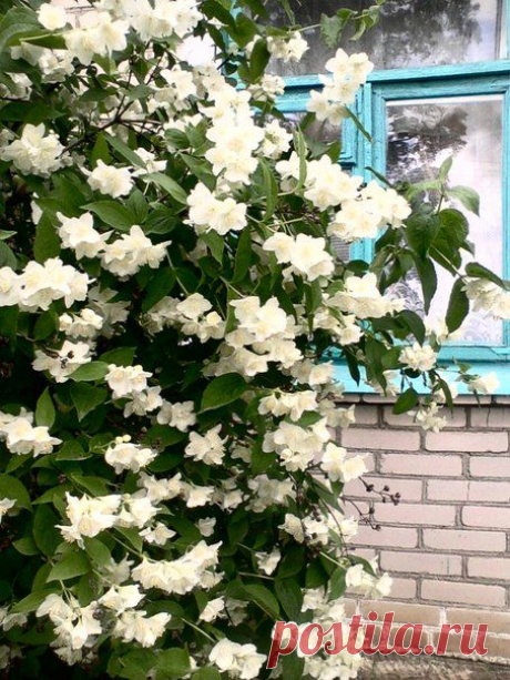 Людмила Поляковалепешко