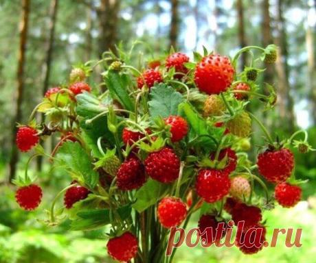 ♥ ЖИВОТНЫЕ ♥ ПРИРОДА ♥