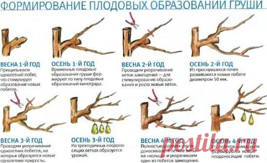 Полезная информация
Весенняя обрезка: подборка видео - http://www.7dach.ru/lissizza/vesennyaya-obrezka-derevev-kustarnikov-i-cvetov-podborka-video-4475.html?utm_source=ok_7dach&utm_campaign=actual&utm_medium=social
#обрезка