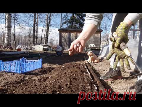 ВСЯ ПРАВДА О ПОСЕВЕ В ЯИЧНЫЕ ЛОТКИ,ответы на вопросы