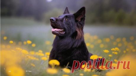 Одуванчики - OGADANIE.RU