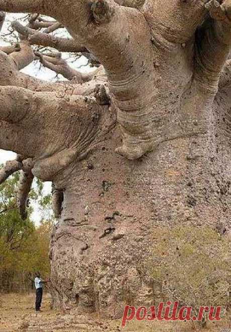 6000-Year-old baobab tree in Tanzania