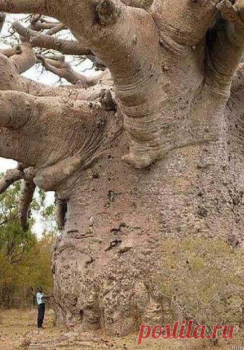 6000-Year-old baobab tree in Tanzania
