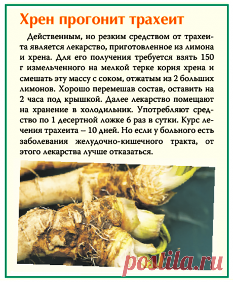 Хрен прогонит трахеит