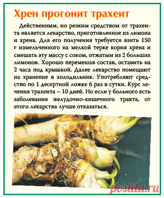 Хрен прогонит трахеит