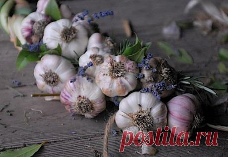 Как заплести чеснок - Сад терапия