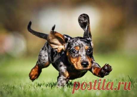 Эти забавные животные / Питомцы