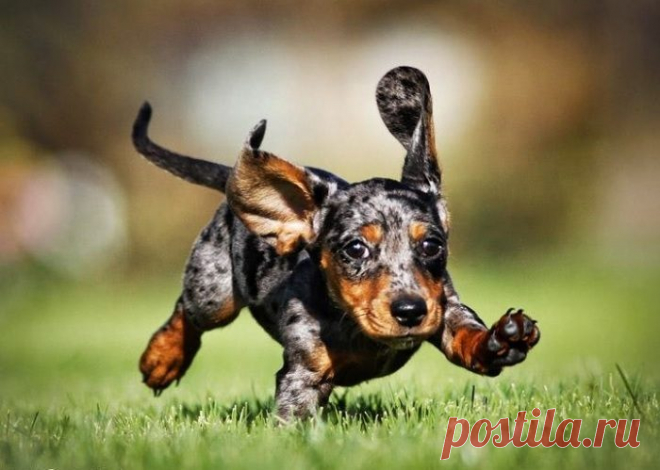 Эти забавные животные / Питомцы