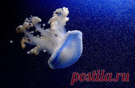 Живая природа