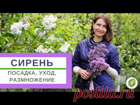 СИРЕНЬ - посадка, уход, обрезка и размножение. Что нужно делать для пышного цветения? - YouTube