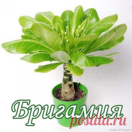 Бригамия — экзотика в вашем доме ОсвещениеЗимой для бригамии нужно светлое солнечное место, ее можно располагать на южных окнах. К яркому солнцу весной следует приучать постепенно, т.к. из-за очень тонкой коры растение может получить ожоги. Летом, в период покоя, растение необходимо защищать от яркого солнца, в противном...