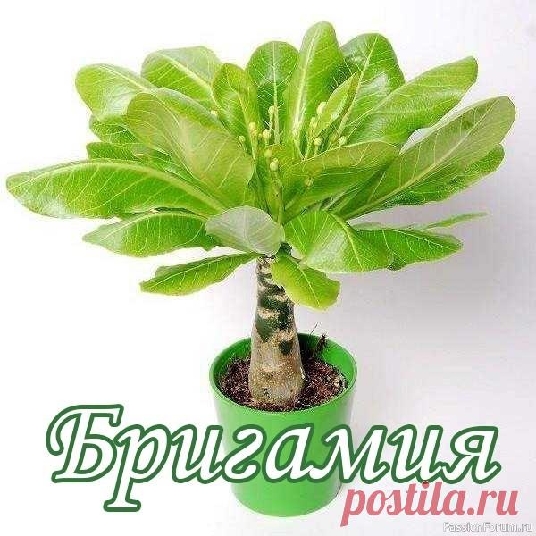 Бригамия — экзотика в вашем доме ОсвещениеЗимой для бригамии нужно светлое солнечное место, ее можно располагать на южных окнах. К яркому солнцу весной следует приучать постепенно, т.к. из-за очень тонкой коры растение может получить ожоги. Летом, в период покоя, растение необходимо защищать от яркого солнца, в противном...