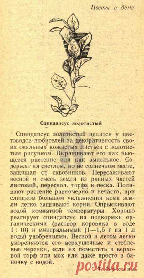 Сциндапсус золотистый