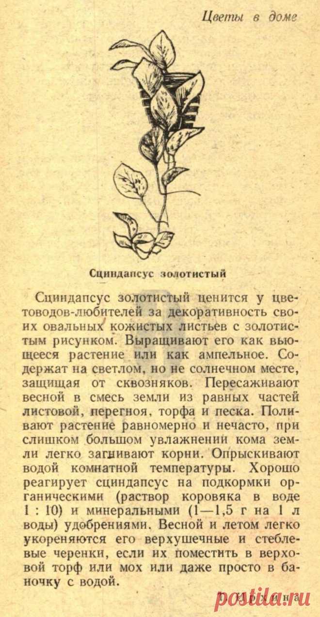 Сциндапсус золотистый