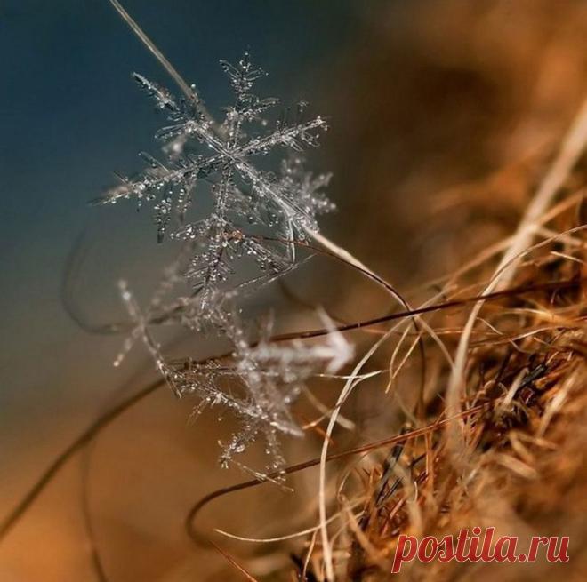 Уникальность снежин Фтограф Андрей Осокин. .